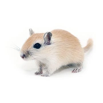 Mongolian gerbil