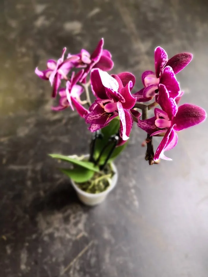 Purple phalaenopsis orchid in pot
