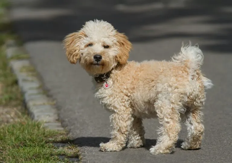 Fluffy kavápuo štěně stojí venku na chodníku.