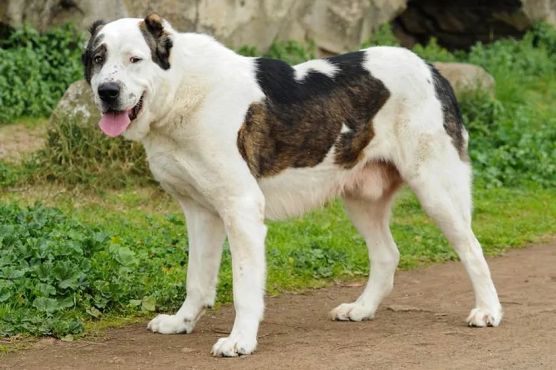 Středoasijský pastevčí pes stojí venku na zemi.