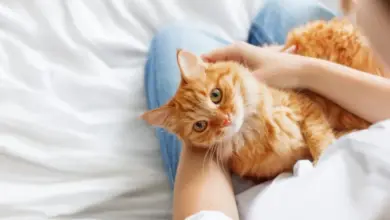 Oranžová kočka sedící na klíně osoby v posteli.