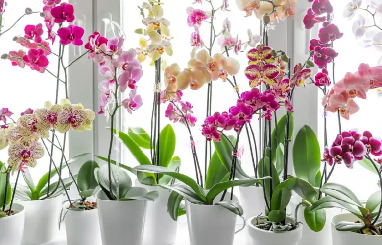 Řada barevných orchidejí phalaenopsis v bílých hrncích na parapetu.