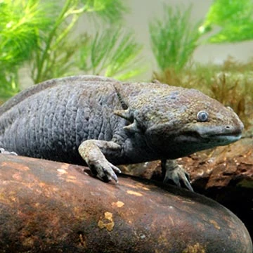 Axolotl na kamenu v akváriu s rostlinami