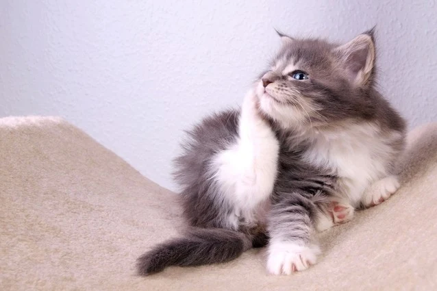 Fluffy balijská koťata sedící na povrchu.
