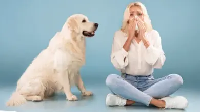 Žena kašle vedle psa, příznaky alergie na domácí zvířata.