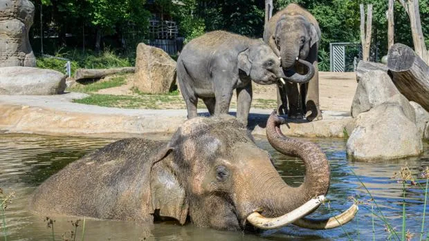 Tři indičtí sloni v zoo u vody