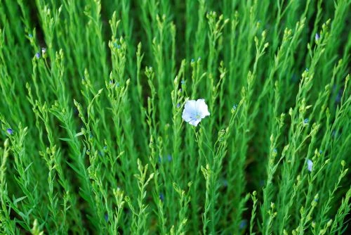 Flax plant with flower