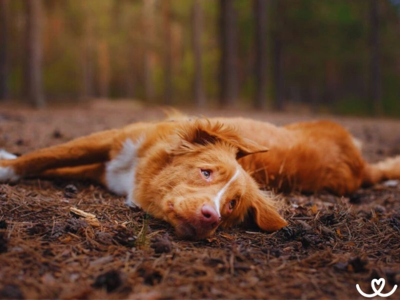 Nova Scotia Duck Tolling Retrievr leží na lesní zemi.