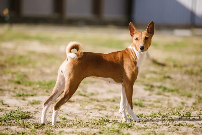 Basenji pes stojí venku na trávě.