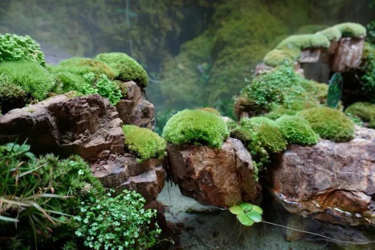 Moss-covered rocks in a paludarium setup.