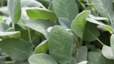 Blízký záběr na listy šalvěje lékařského Salvia officinalis v zahradě.
