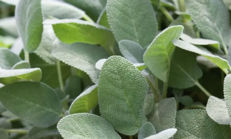 Blízký záběr na listy šalvěje lékařského Salvia officinalis v zahradě.