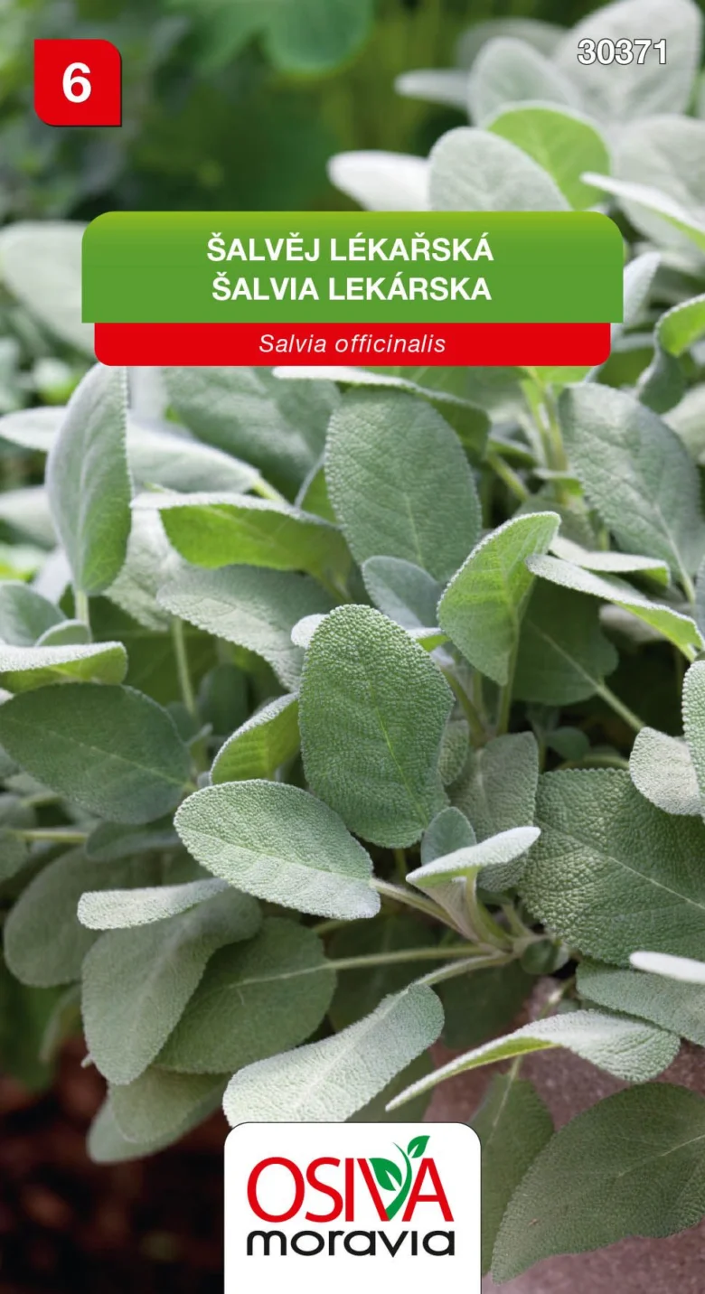 Blízký záběr na listy šalvěje lékařského Salvia officinalis v zahradě.