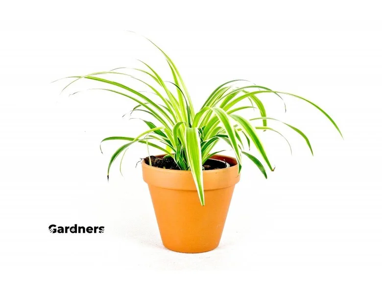 Zelenec chlorophytum comosum v keramickém květináči na bílém pozadí.