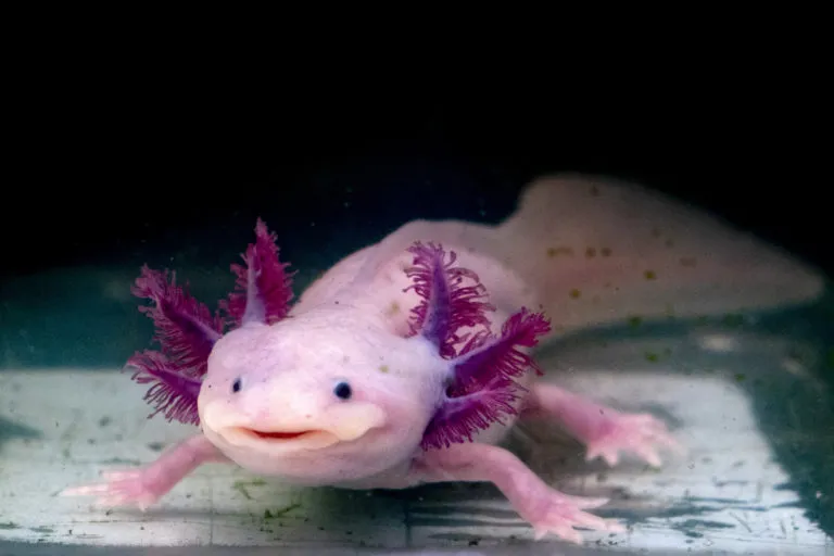 Růžový axolotl s pestrými žábry v akváriu.