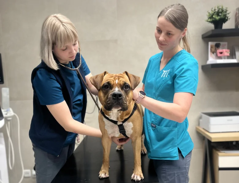 Veterinářka vyšetřuje psa v ordinaci.
