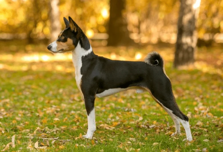 Basenji pes stojí na trávě v podzimním parku s listím.