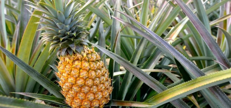 Zralý žlutý ananas rostoucí mezi dlouhými zelenými listy.