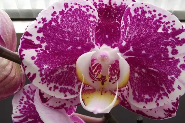 Phalaenopsis orchid flower