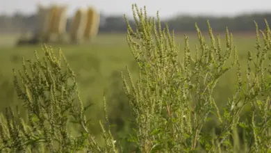 Ambrosia plant in field