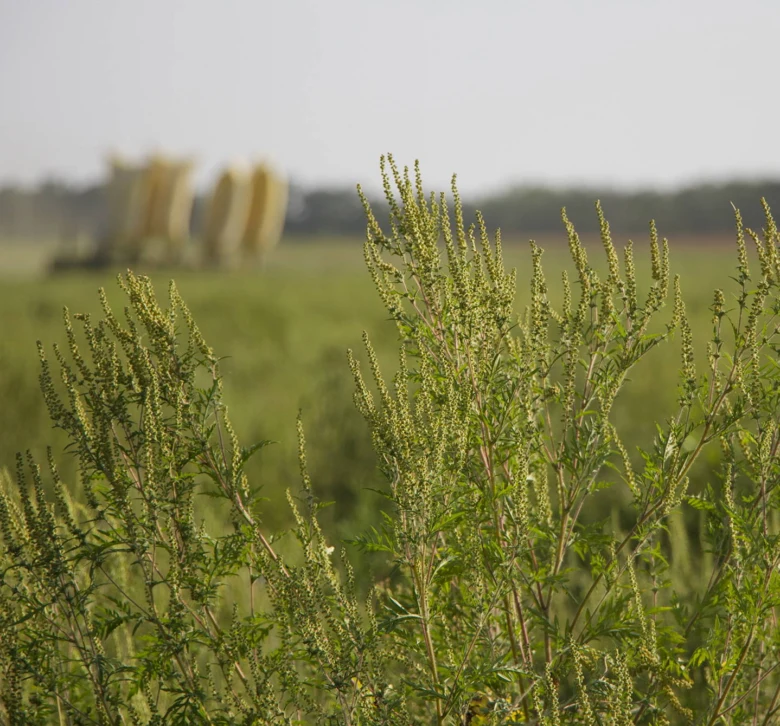 Ambrosia plant in field
