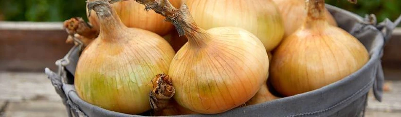 Čerstvá cibule v košíku připravená k sázení na zahradě.