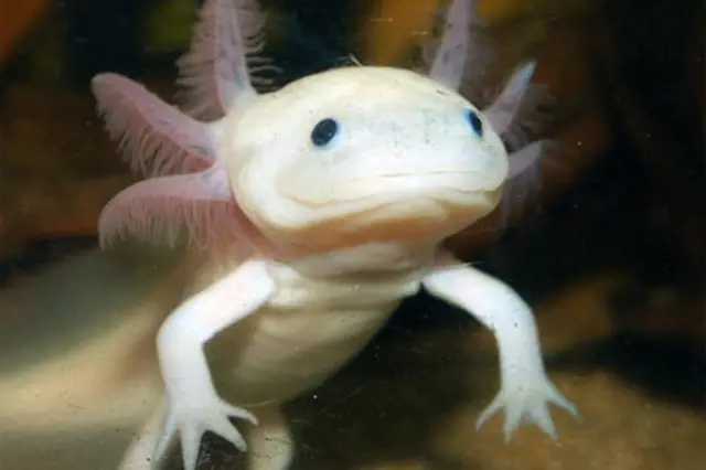 Bílý axolotl plavající ve vodě s viditelnými žábry.