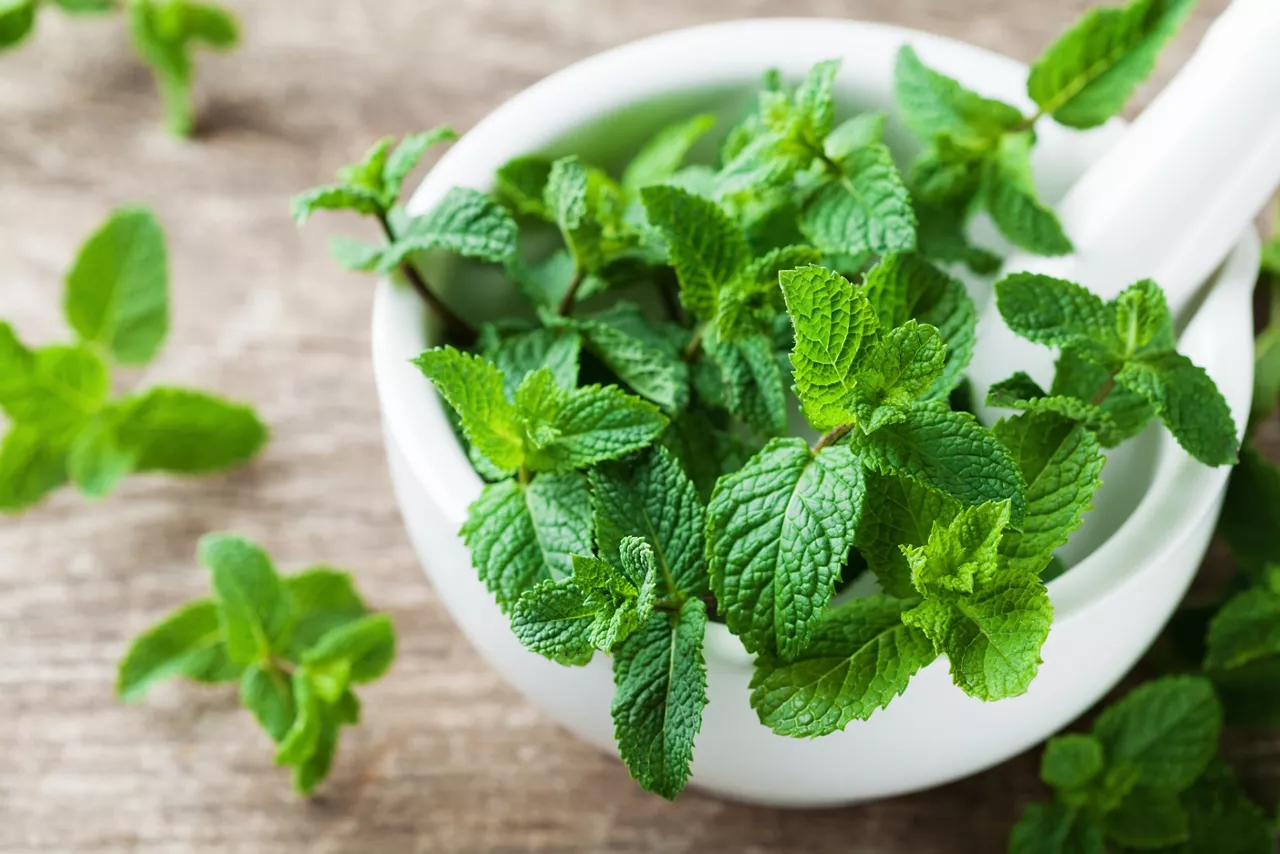 Fresh peppermint leaves in mortar