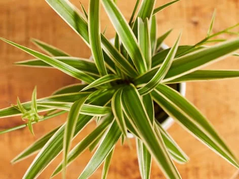 Zelenec Chlorophytum comosum svislými listy v květináči.