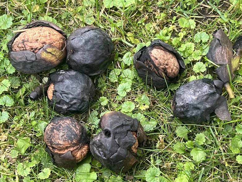 Zčernalé skořápky vrtule ořechové poškozené hnilobou nebo škůdci.