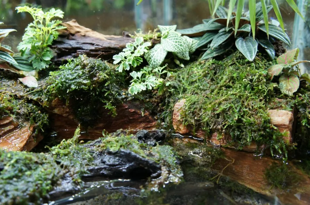 Mossy plant arrangement inside glass paludarium with water and wood.
