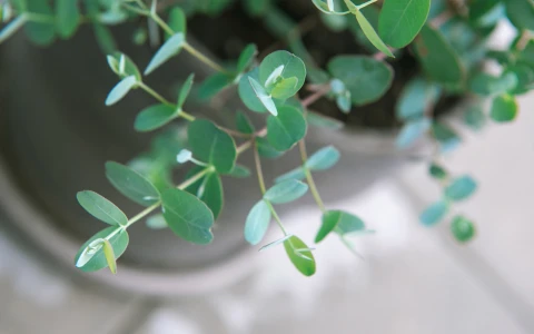 Eucalyptus plant leaves