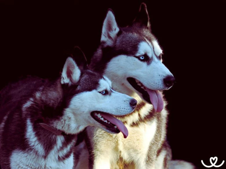 Dva husky psi s modrýma očima na tmavém pozadí.