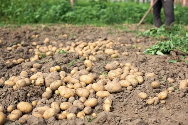 Svěže sklizené brambory rozložené na poli po vykopání.
