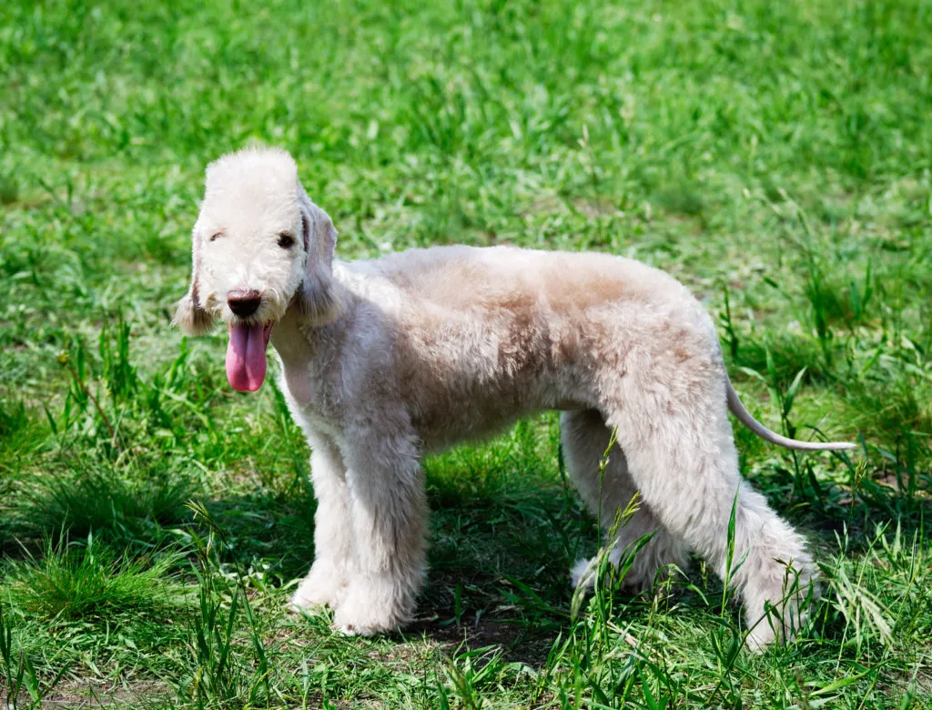 Bedlington teriér stojí na trávníku s jazykem ven.