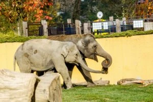 Dva indičtí sloni chodící po trávníku v areálu zoo.