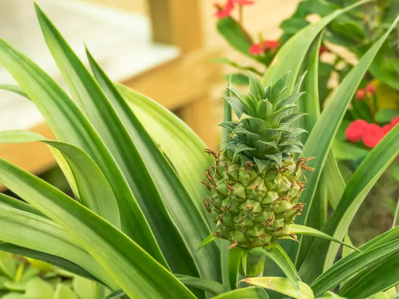 Mladý zelený ananas rostoucí na okrasném stromě v zahradě.