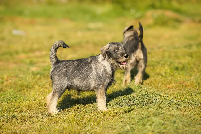 Dva Cairn Terrier štěňata hrají na trávníku.