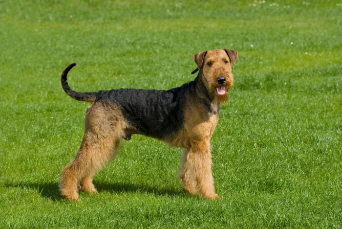 Airedale teriér stojí na trávníku v profilu.