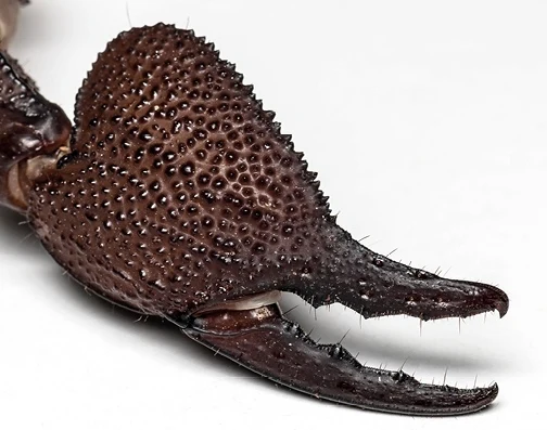 Detailní záběr na klepavou nohu štíra s výraznou texturou.