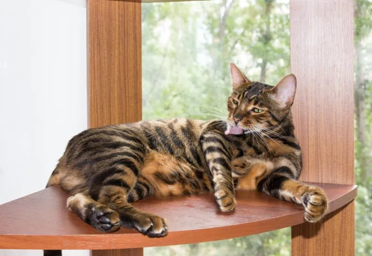 Toyger kočka se čistí na dřevěném podstavec.
