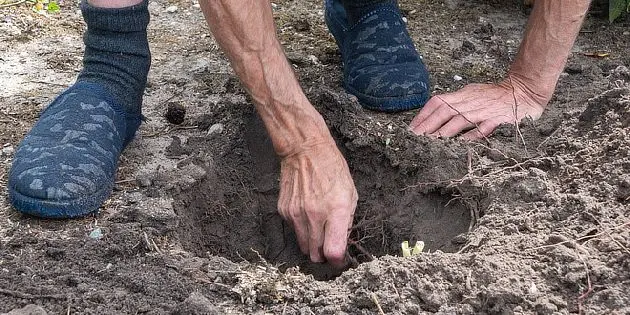 Osoba zasazuje sazenici do země při pěstování rostlin.