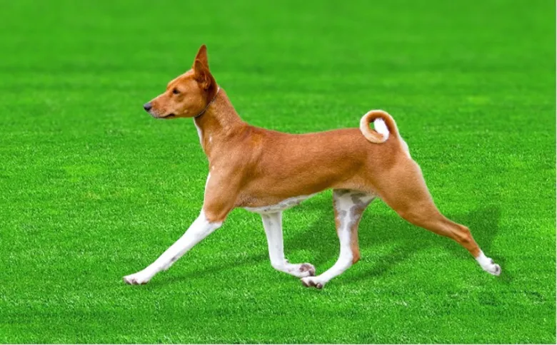 Basenji dog walking on grass