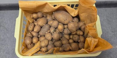 Brambory uložené v žlutém košíku s papírovým podkladem.