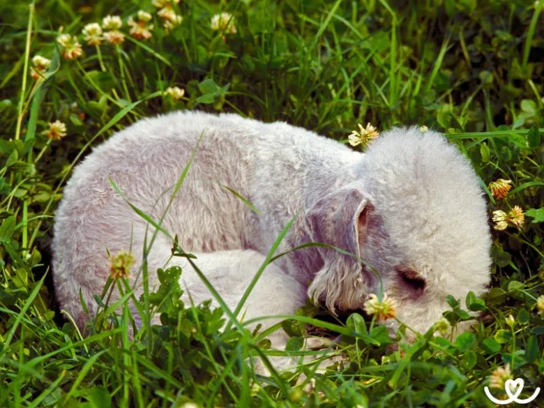Bílý štěně bedlington teriéra spící v trávě.