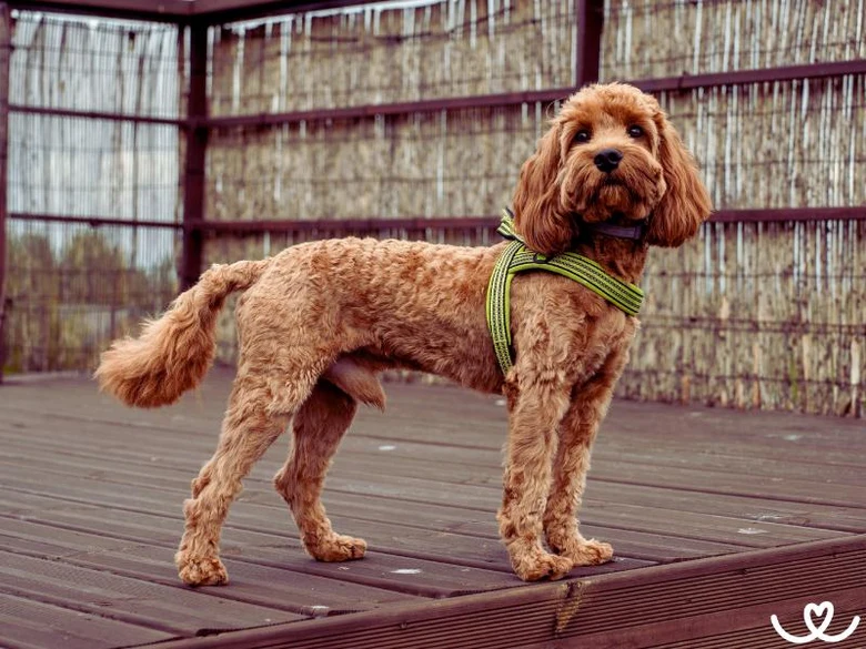 Hnědý cavapoo v zeleném popruhu stojí na dřevěné terase.
