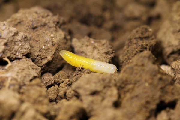 Larva vrtule ořechové na zemi, přírodní detail.