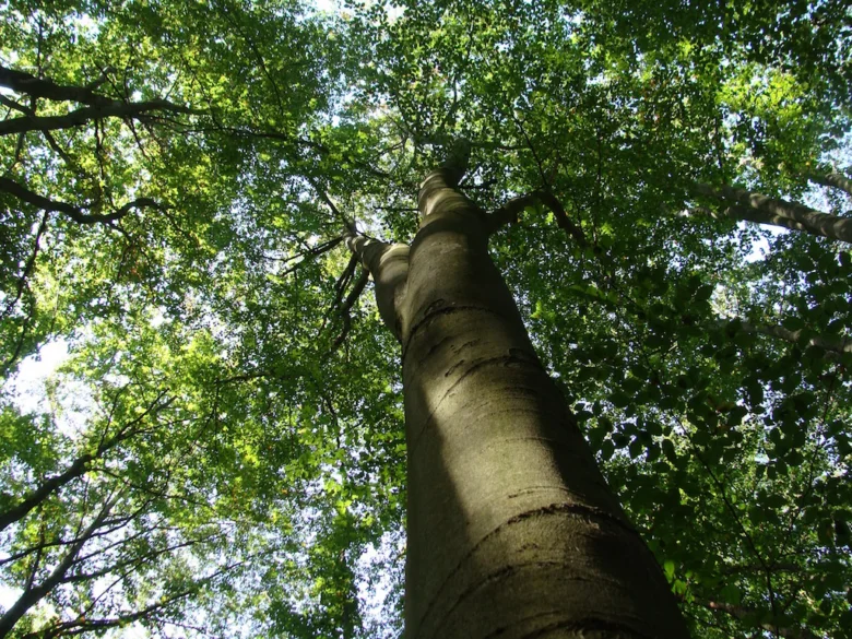 Vysoký strom s hustou korunou v lesním prostředí.