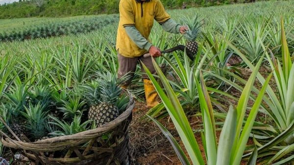 Zemědělec sklízí ananas z pole do košíku.