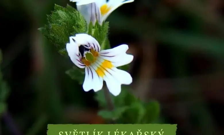 Bílá květina světlíku lékařského s žlutým středem a zelenými listy.